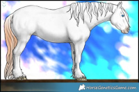 Horse Color:Brown Splash Appaloosa 