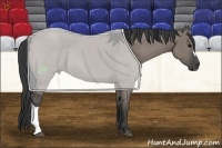 Horse Color:Grullo 