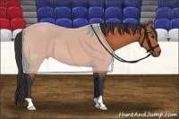Horse Color:Bay 