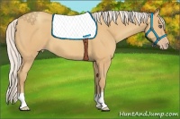 Horse Color:Silver Amber Champagne