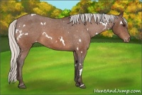 Horse Color:White Spotted Silver Bay Appaloosa 