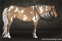 Horse Color:White Spotted Silver Buckskin