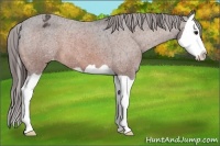 Horse Color:Bay Splash Appaloosa