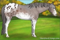 Horse Color:White Spotted Bay Appaloosa