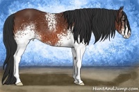 Horse Color:White Spotted Bay 