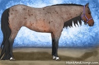 Horse Color:Bay Roan 