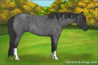 Horse Color:Smoky Blue Roan 