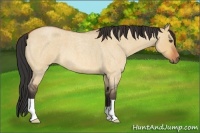 Horse Color:Bay Roan Dun 