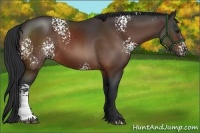 Horse Color:White Spotted Bay 