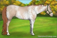 Horse Color:White Spotted Buckskin Pearl Sabino 