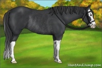 Horse Color:Black Splash Rabicano