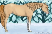 Horse Color:Gold Champagne Tobiano 