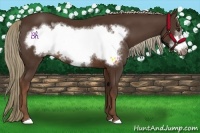 Horse Color:Liver Chestnut Frame 