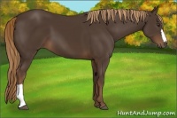 Horse Color:Liver Chestnut 
