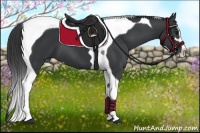 Horse Color:Black Sabino Tobiano 