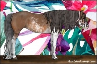 Horse Color:Buckskin Sabino
