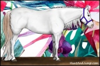 Horse Color:Smoky Grullo Roan Appaloosa