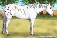 Horse Color:White Spotted Bay Appaloosa and White Spotted Bay Appaloosa