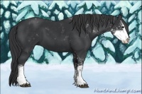 Horse Color:Black Sabino