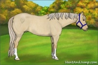 Horse Color:Palomino Roan Dun