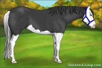 Horse Color:Smoky Black Splash