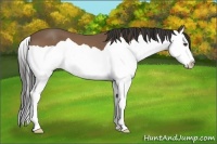 Horse Color:Buckskin Splash 
