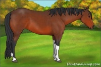 Horse Color:Bay Tobiano 