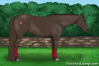 Horse Color:Liver Chestnut 