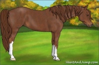 Horse Color:Chestnut  Brindle