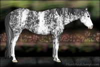 Horse Color:White Spotted Black