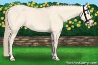 Horse Color:Perlino Rabicano 