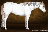 Horse Color:Red Dun Sabino Splash Frame