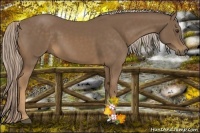Horse Color:Chocolate Palomino 