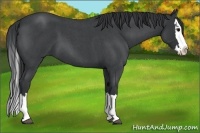 Horse Color:Blue Roan Splash 