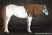 Horse Color:White Spotted Chestnut 