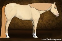 Horse Color:Gold Champagne Dun Rabicano 