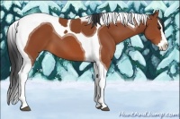 Horse Color:Bay Splash Tobiano