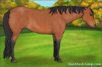 Horse Color:Bay Roan 