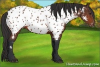 Horse Color:Bay Appaloosa