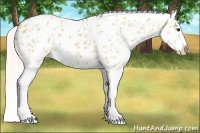 Horse Color:Silver Bay Dun Appaloosa