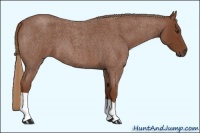 Horse Color:Red Roan 