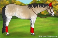Horse Color:White Spotted Bay Dun