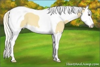 Horse Color:Palomino Splash Tobiano 