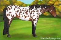 Horse Color:Bay Appaloosa