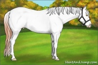 Horse Color:Amber Champagne Near Fewspot 