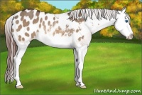 Horse Color:Bay Roan Dun Splash Appaloosa Rabicano