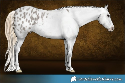 Horse Color:Smoky Grullo Roan Appaloosa 