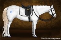 Horse Color:Smoky Grullo Roan Appaloosa 