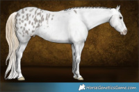 Horse Color:Smoky Grullo Roan Appaloosa 