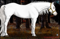 Horse Color:Silver Bay Appaloosa